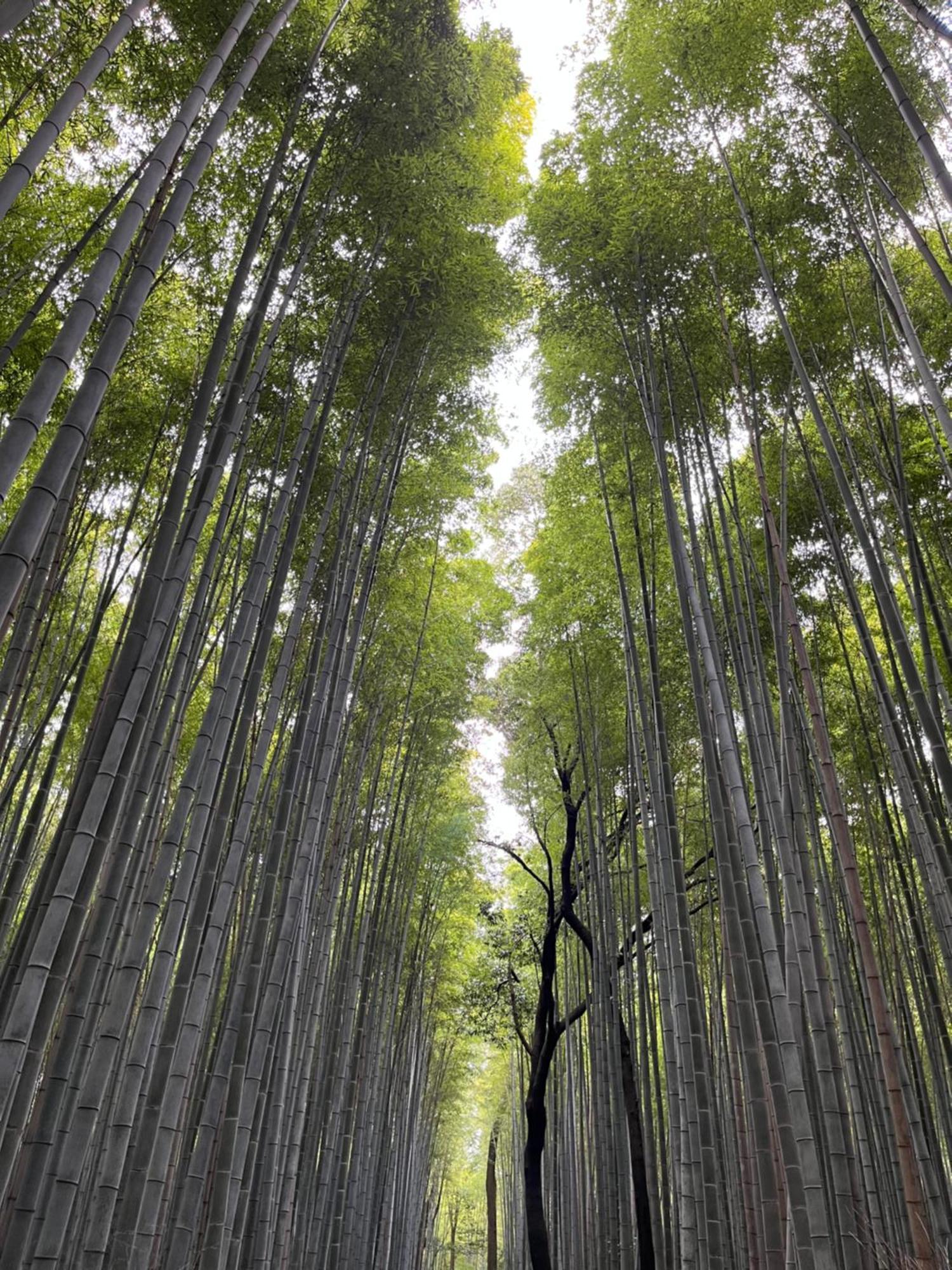 嵐山 天龍の宿 駐車無料 一棟貸切 最大5人 Dragon Legend Arashiyama Central Private Rare Modern Villa Free Parking Max 5Ppl Shimo-saga Eksteriør billede