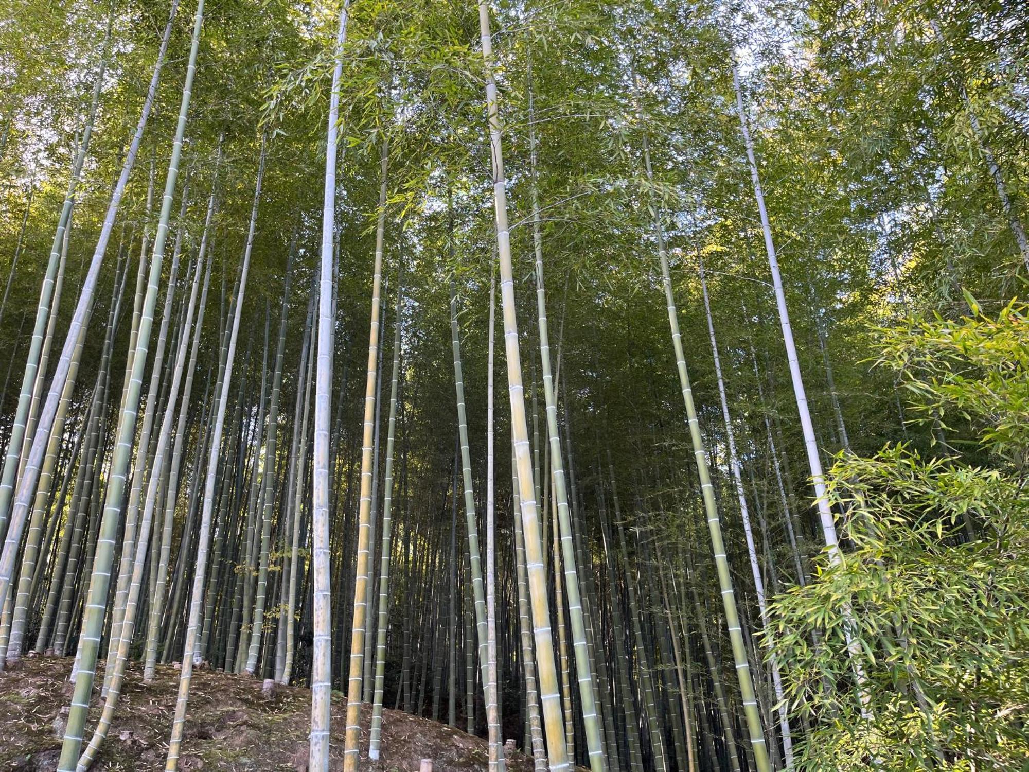 嵐山 天龍の宿 駐車無料 一棟貸切 最大5人 Dragon Legend Arashiyama Central Private Rare Modern Villa Free Parking Max 5Ppl Shimo-saga Eksteriør billede